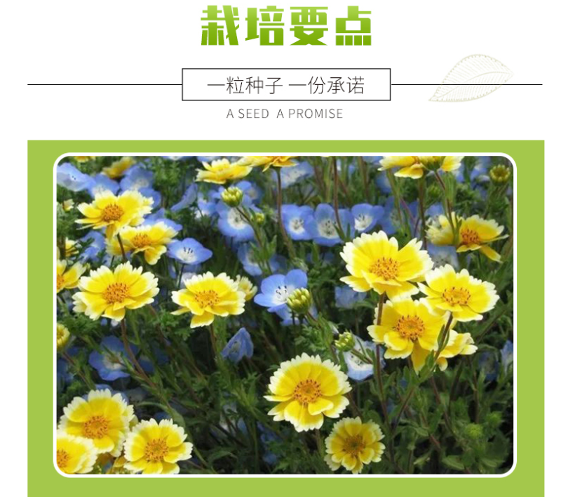 莱雅菊种子耐寒春秋开花荷包鸡蛋花室内盆栽四季易种花卉