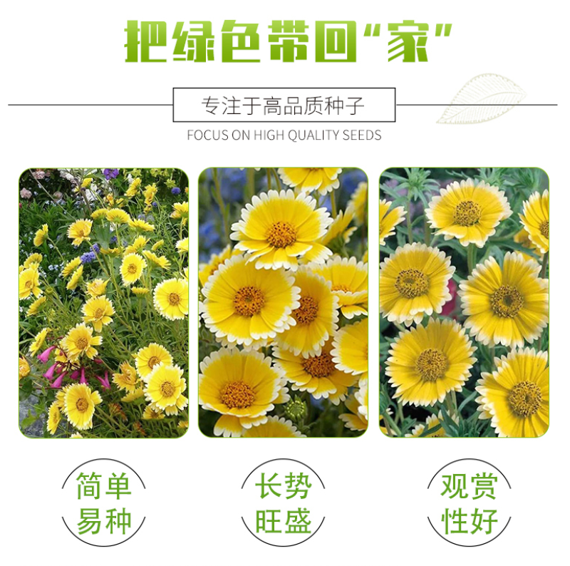 莱雅菊种子耐寒春秋开花荷包鸡蛋花室内盆栽四季易种花卉