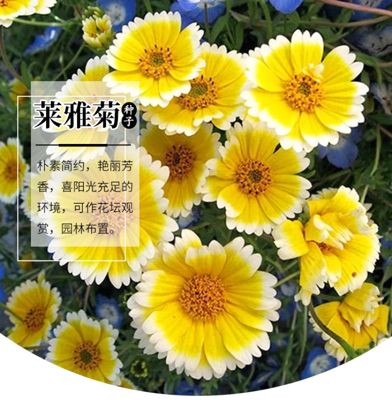 莱雅菊种子耐寒春秋开花荷包鸡蛋花室内盆栽四季易种花卉