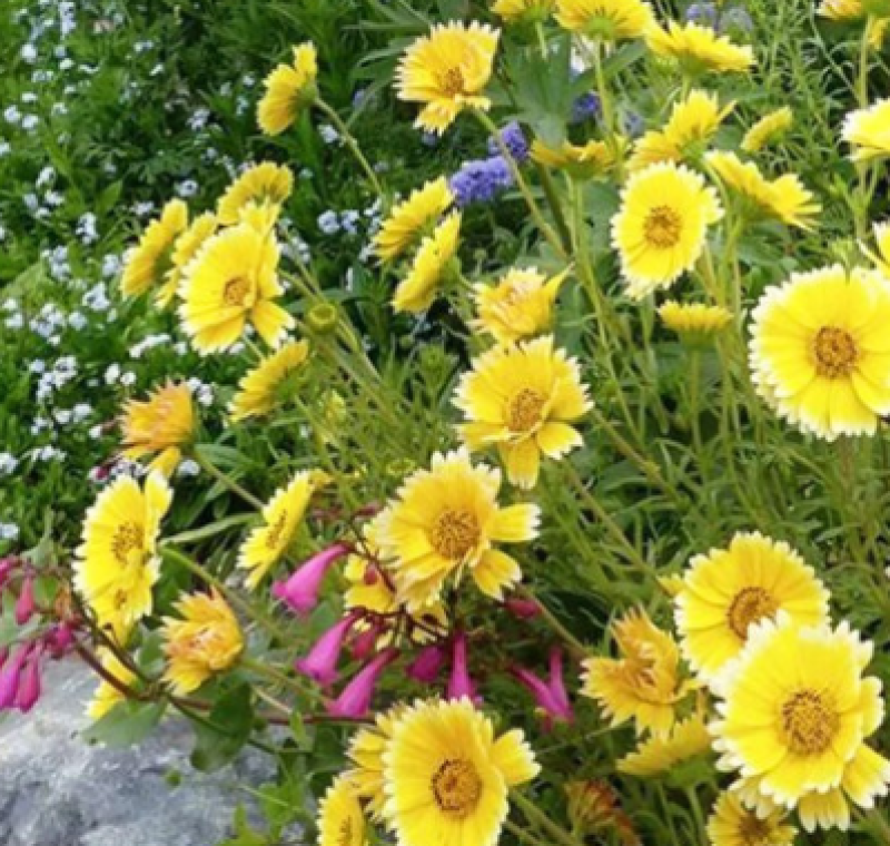 莱雅菊种子耐寒春秋开花荷包鸡蛋花室内盆栽四季易种花卉