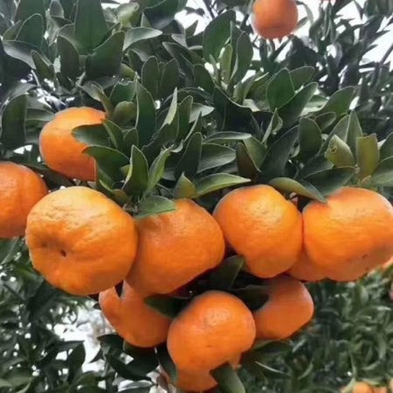 【实力】椪柑芦柑，柑桔果面光滑，味道纯正品质保证发往全国