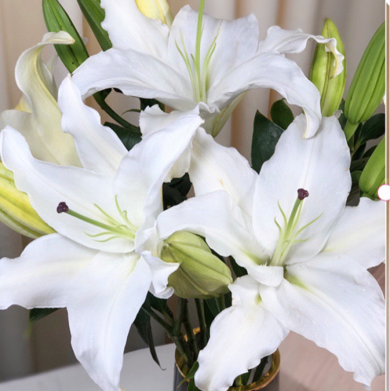 20个花苞7元百合鲜切花香水百合云南鲜花批发百合花批发