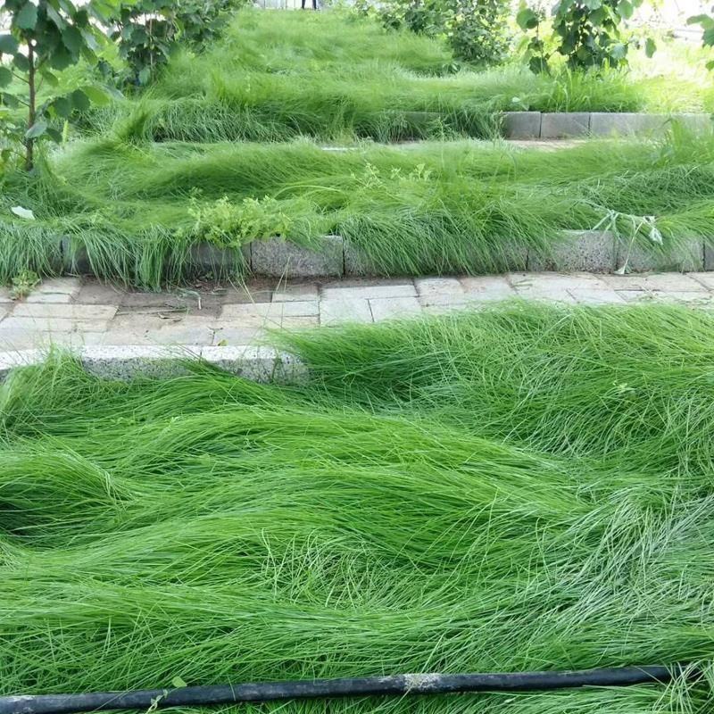 鼠茅草种子，果园绿肥鼠茅草草种鼠茅草种子鼠茅草种籽