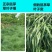 鼠茅草种子，果园绿肥鼠茅草草种鼠茅草种子鼠茅草种籽
