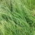 鼠茅草种子，果园绿肥鼠茅草草种鼠茅草种子鼠茅草种籽