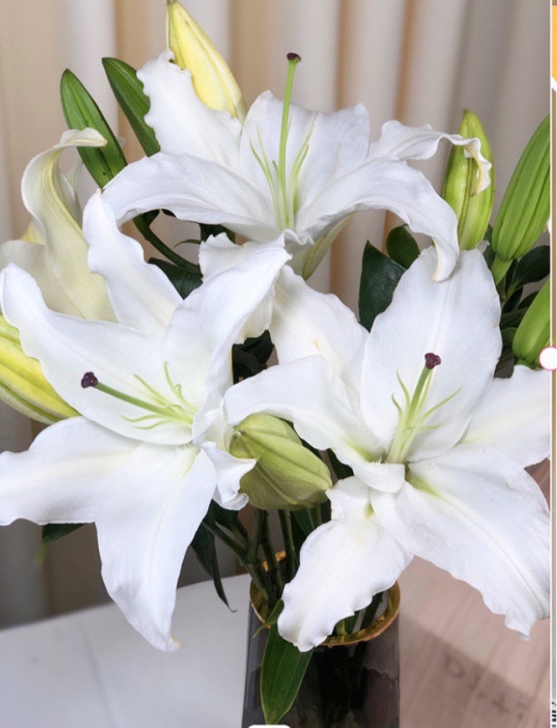 20个花苞7元百合鲜切花香水百合云南鲜花批发百合花批发