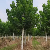 河北定州法国梧桐法桐悬铃木大树风景绿化苗木行道树速生法桐