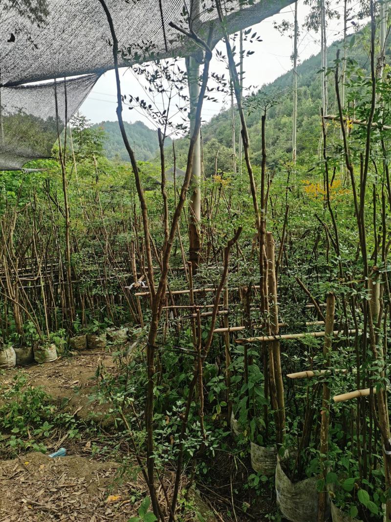 老熟桩南天竹