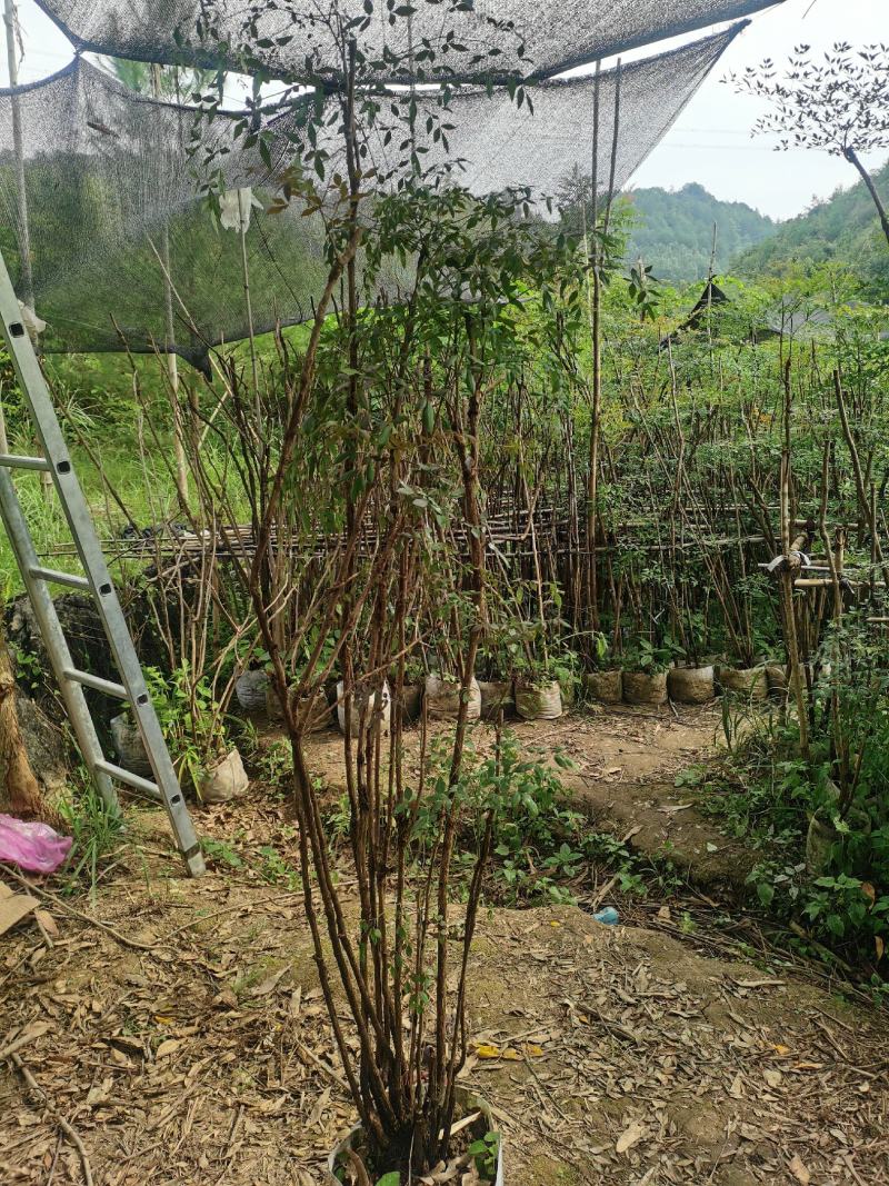 老熟桩南天竹