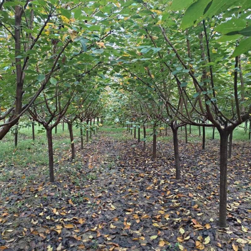 低价处理5-20公分樱花，树形好，价格低