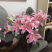 百合花西伯利亚索尔邦香水百合批发云南鲜花批发