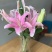 百合花西伯利亚索尔邦香水百合批发云南鲜花批发