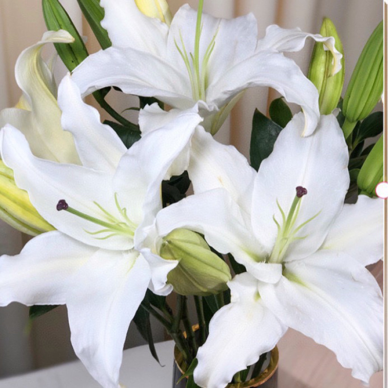 百合花西伯利亚索尔邦香水百合批发云南鲜花批发