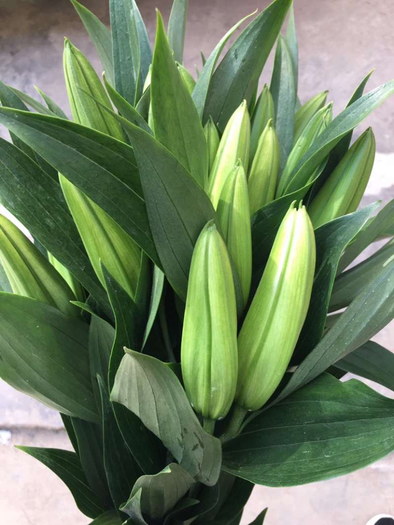 百合花西伯利亚索尔邦香水百合批发云南鲜花批发