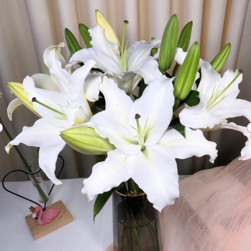 百合花西伯利亚索尔邦香水百合批发云南鲜花批发