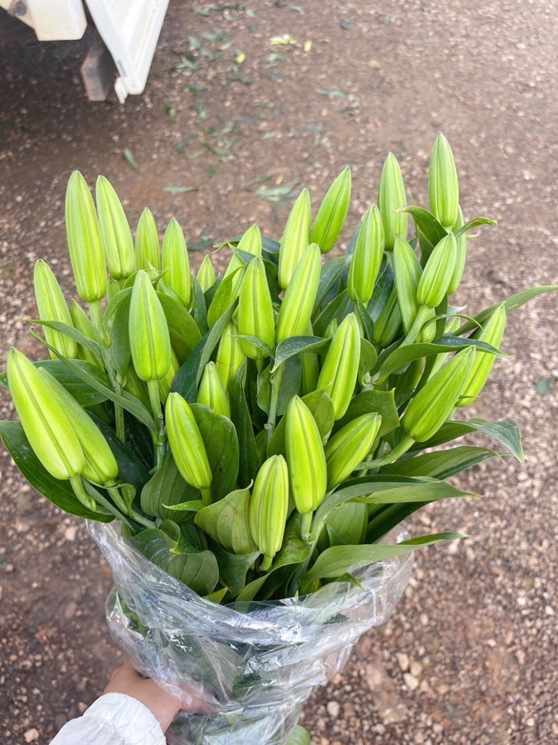 百合花西伯利亚索尔邦香水百合批发云南鲜花批发