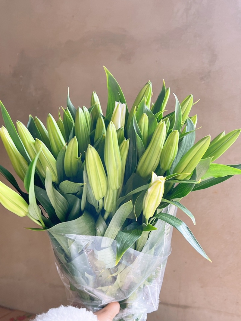 百合花西伯利亚索尔邦香水百合批发云南鲜花批发