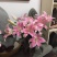 百合花西伯利亚索尔邦香水百合批发云南鲜花批发