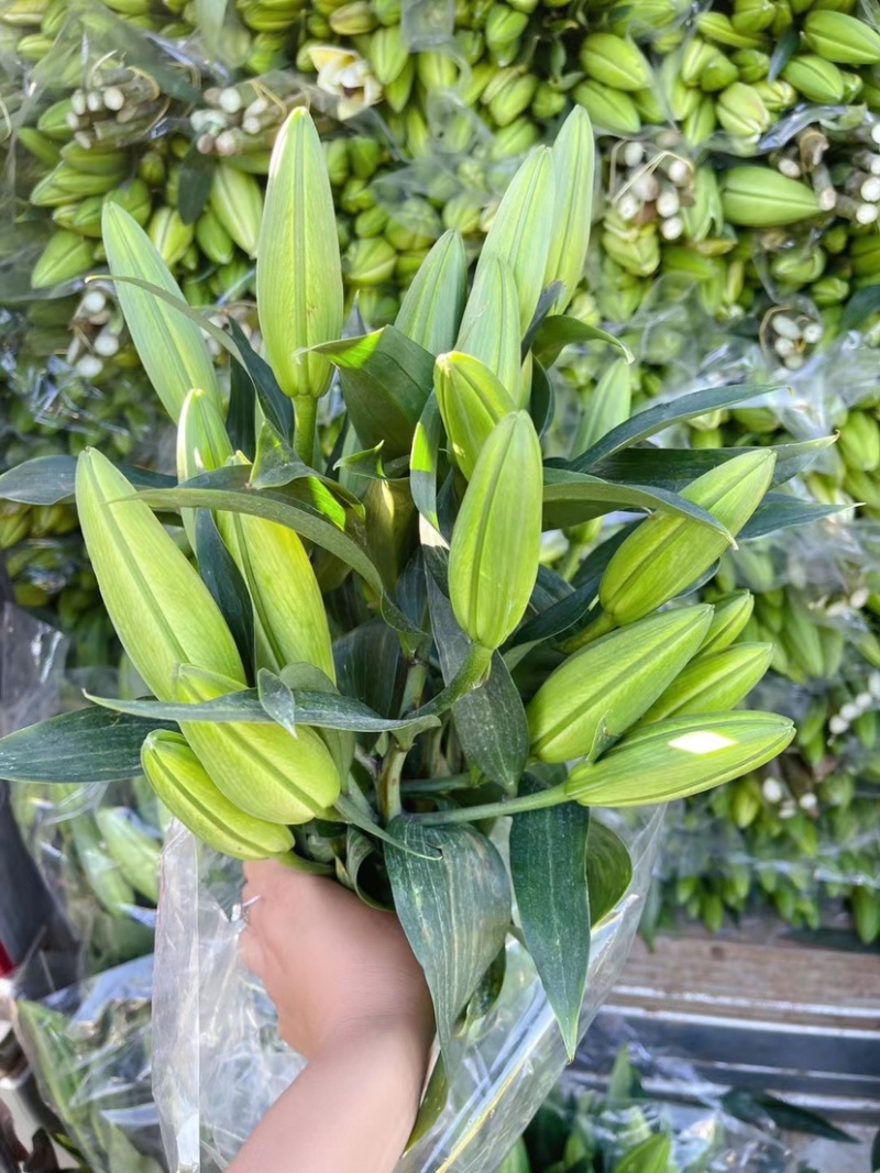 百合花西伯利亚索尔邦香水百合批发云南鲜花批发