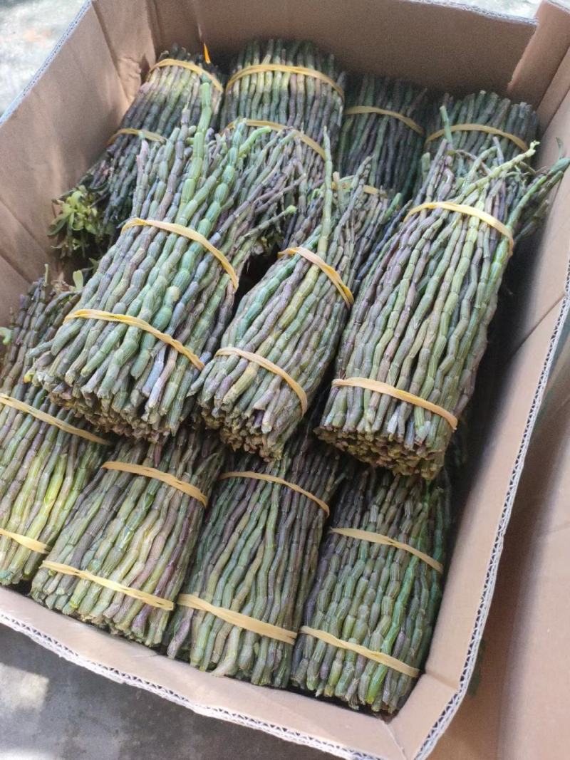 基地铁皮石斛批发
