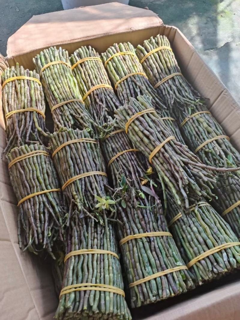 基地铁皮石斛批发