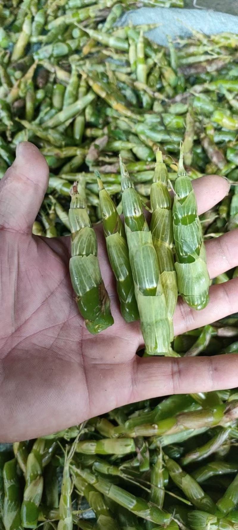 基地铁皮石斛批发