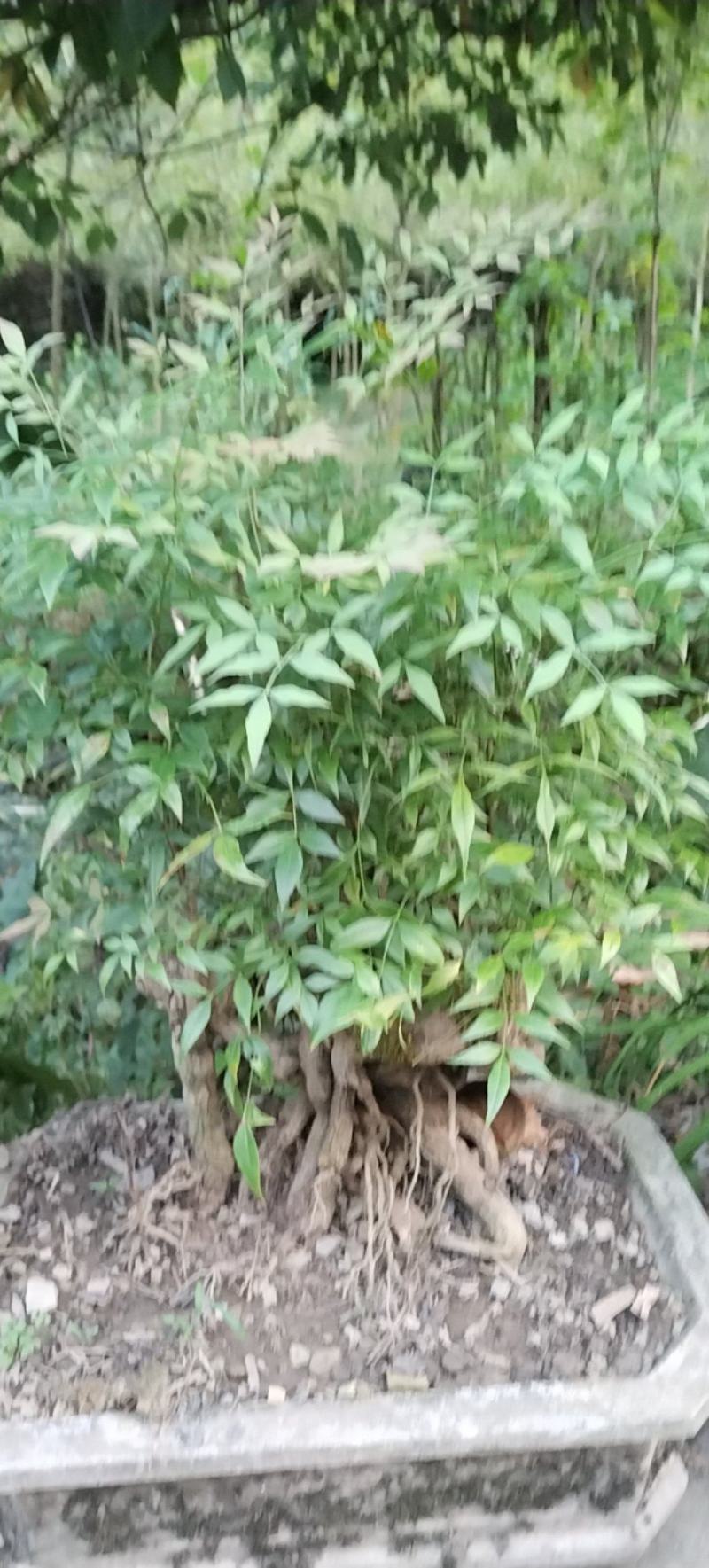 老熟桩南天竹