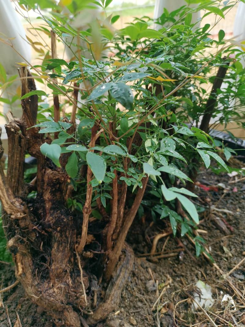 老熟桩南天竹