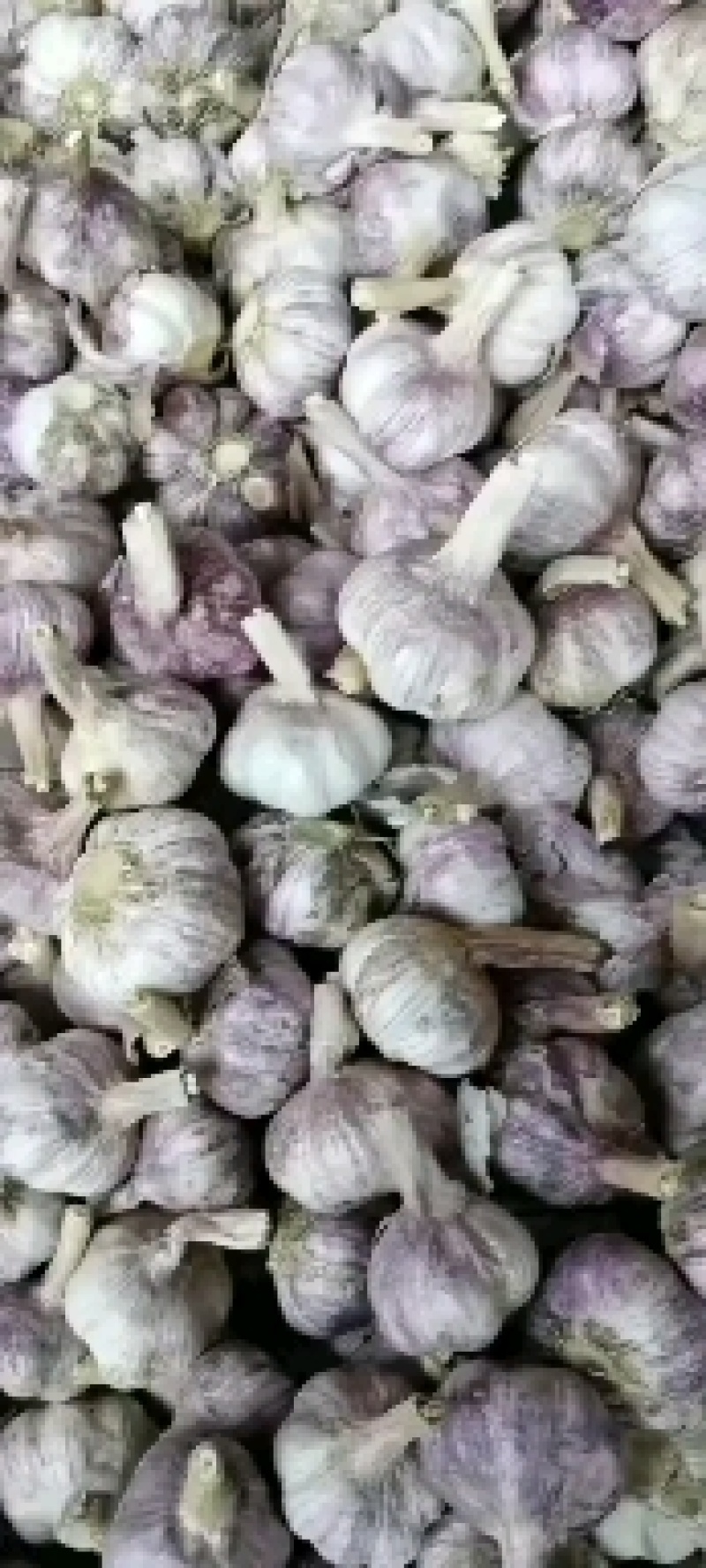 中牟县优质紫皮大蒜头加工中心。。。。。。，