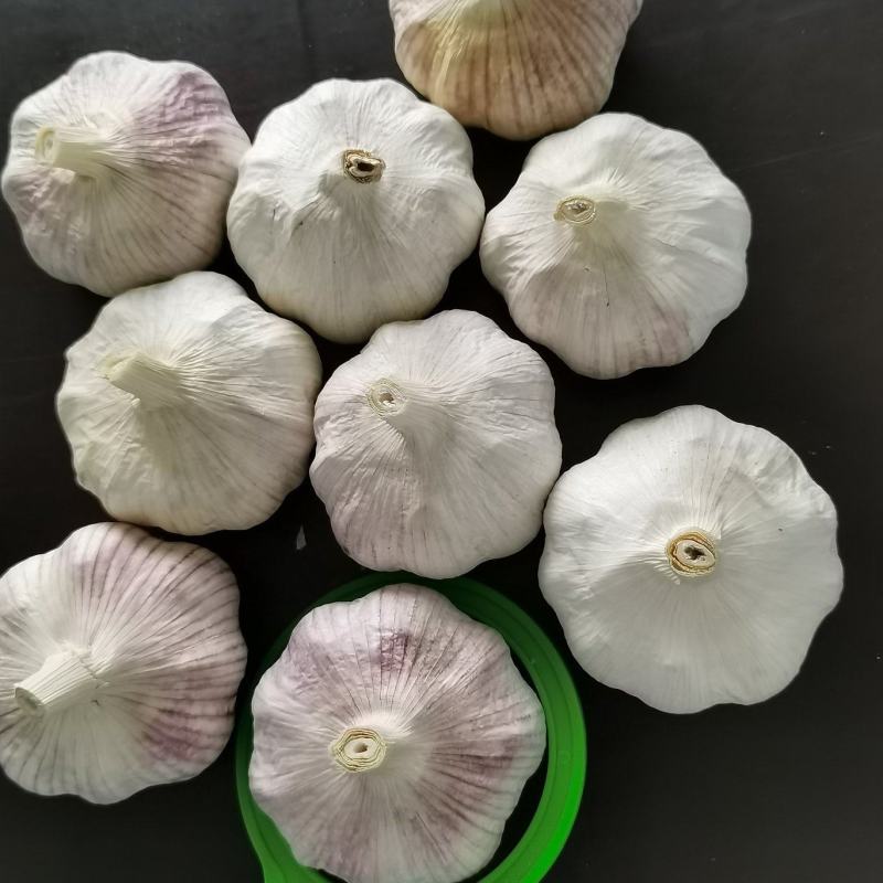 中牟县优质紫皮大蒜头加工中心。。。。。。，