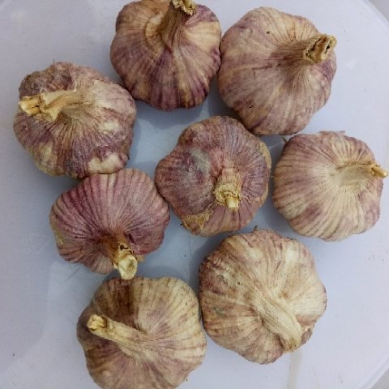 中牟县优质紫皮大蒜头加工中心。。。。。。，