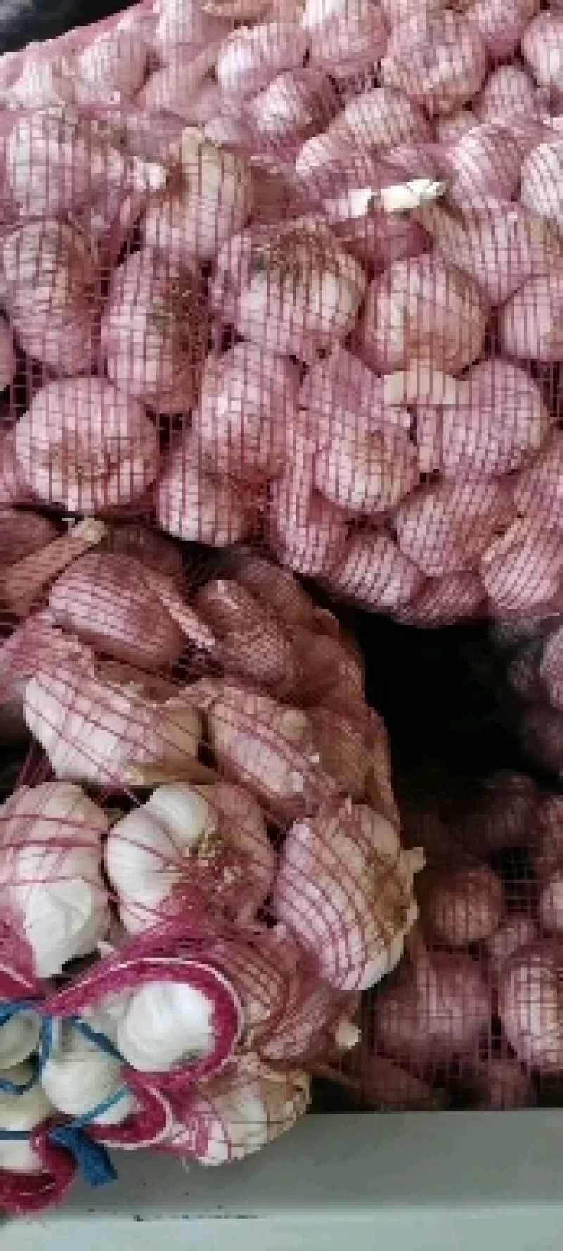 中牟县优质紫皮大蒜头加工中心。。。。。。，