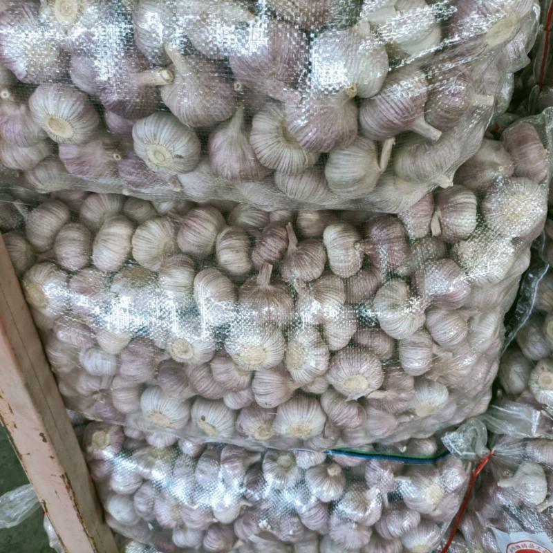 邳州精品分级净蒜，新老蒜常年长期供应邳州精品分级净蒜