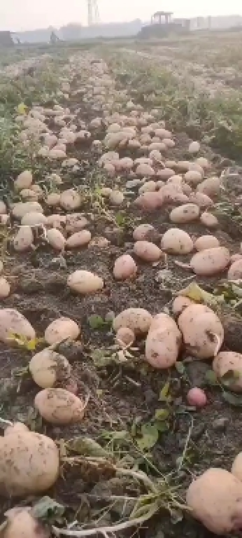 红皮黄心88号