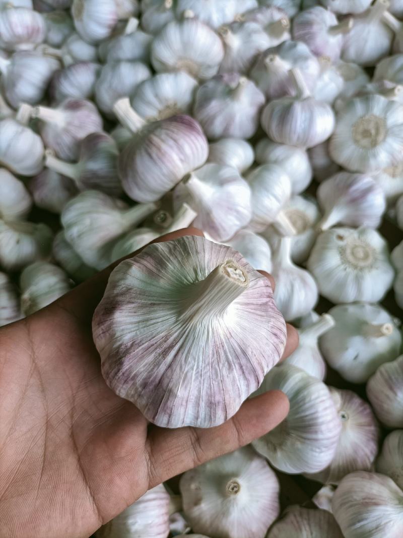 邳州精品分级净蒜，新老蒜常年长期供应邳州精品分级净蒜