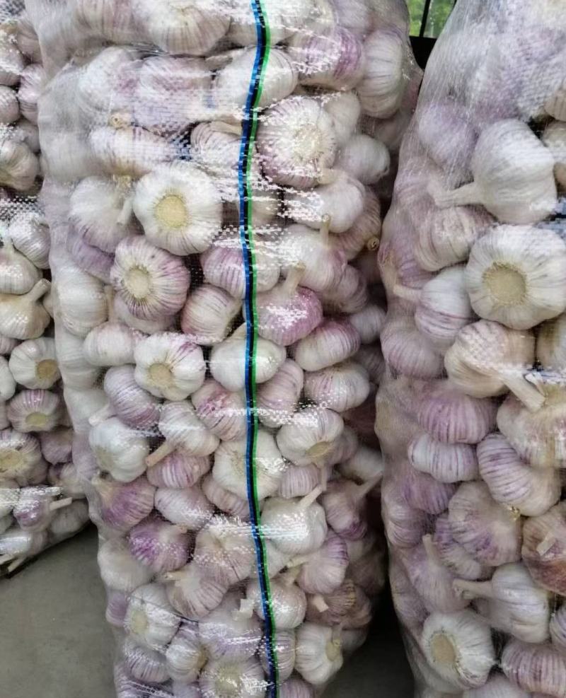 邳州精品分级净蒜，新老蒜常年长期供应邳州精品分级净蒜