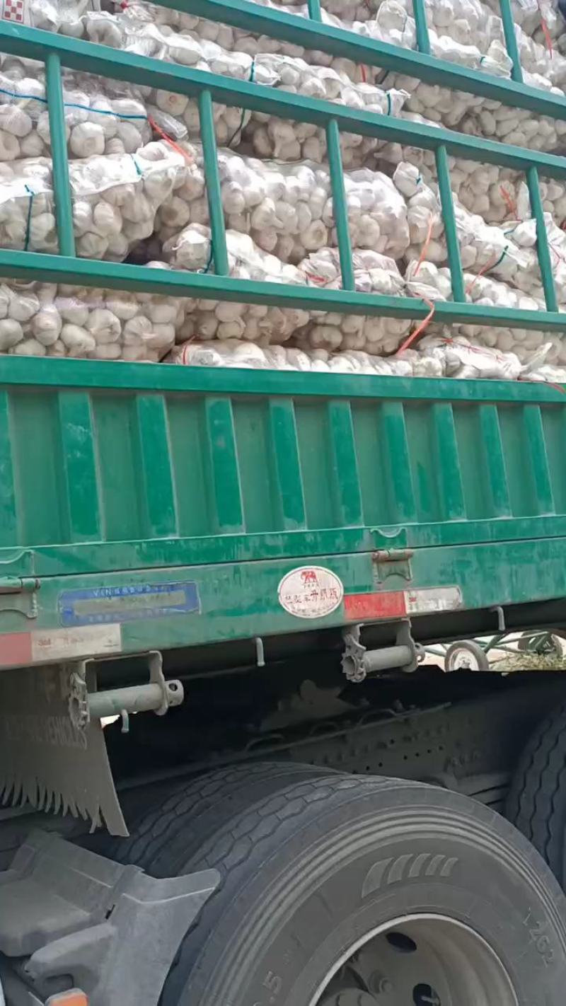 邳州精品分级净蒜，新老蒜常年长期供应邳州精品分级净蒜