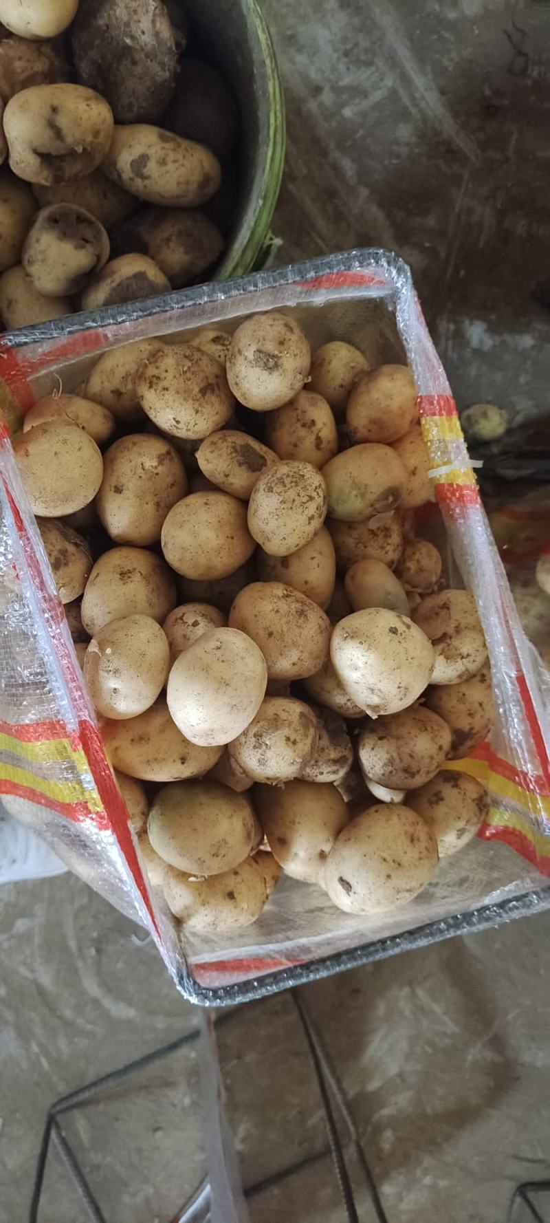 精品小土豆，迷你小土豆。精品加工，适合各种学校，电商。