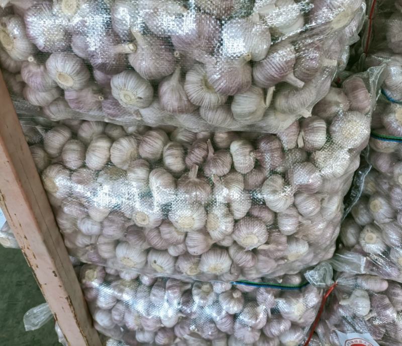 邳州精品分级净蒜，新老蒜常年长期供应邳州精品分级净蒜