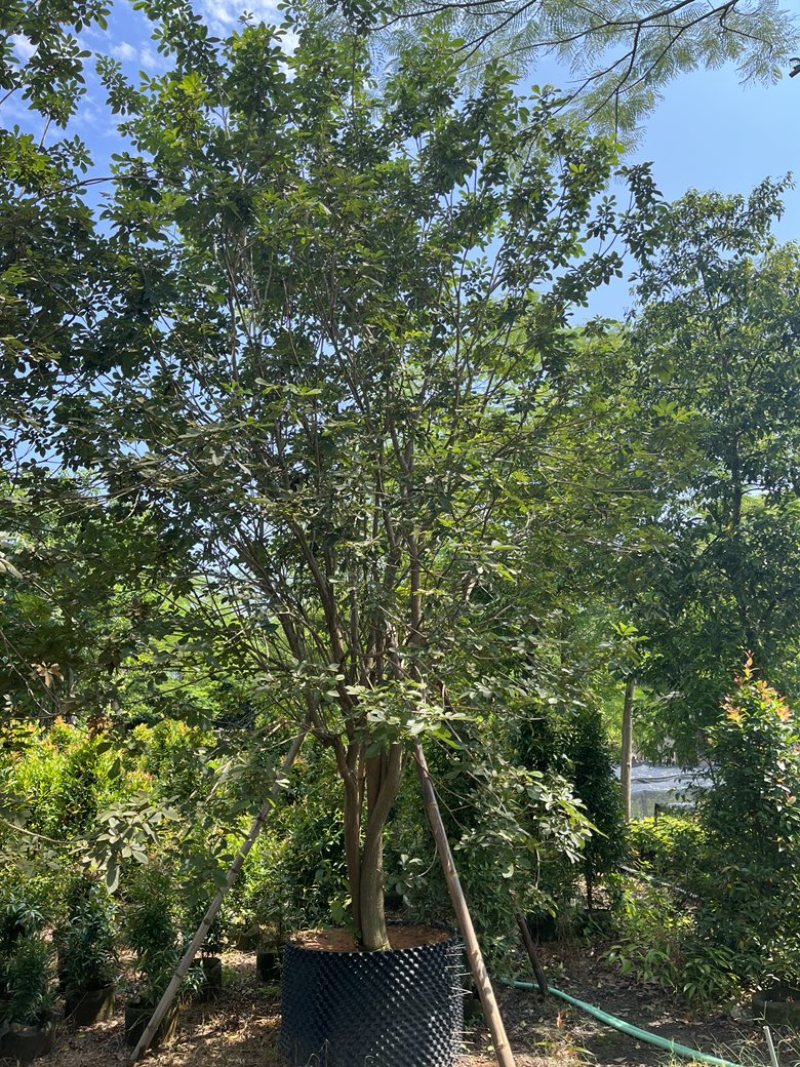 揭阳市榕城区仙桥丛生多花黄花风铃木