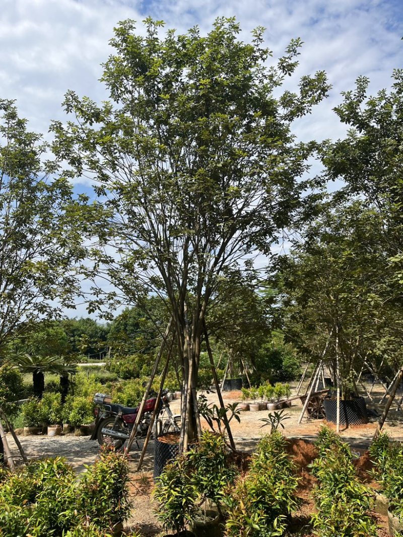 揭阳市榕城区仙桥丛生多花黄花风铃木