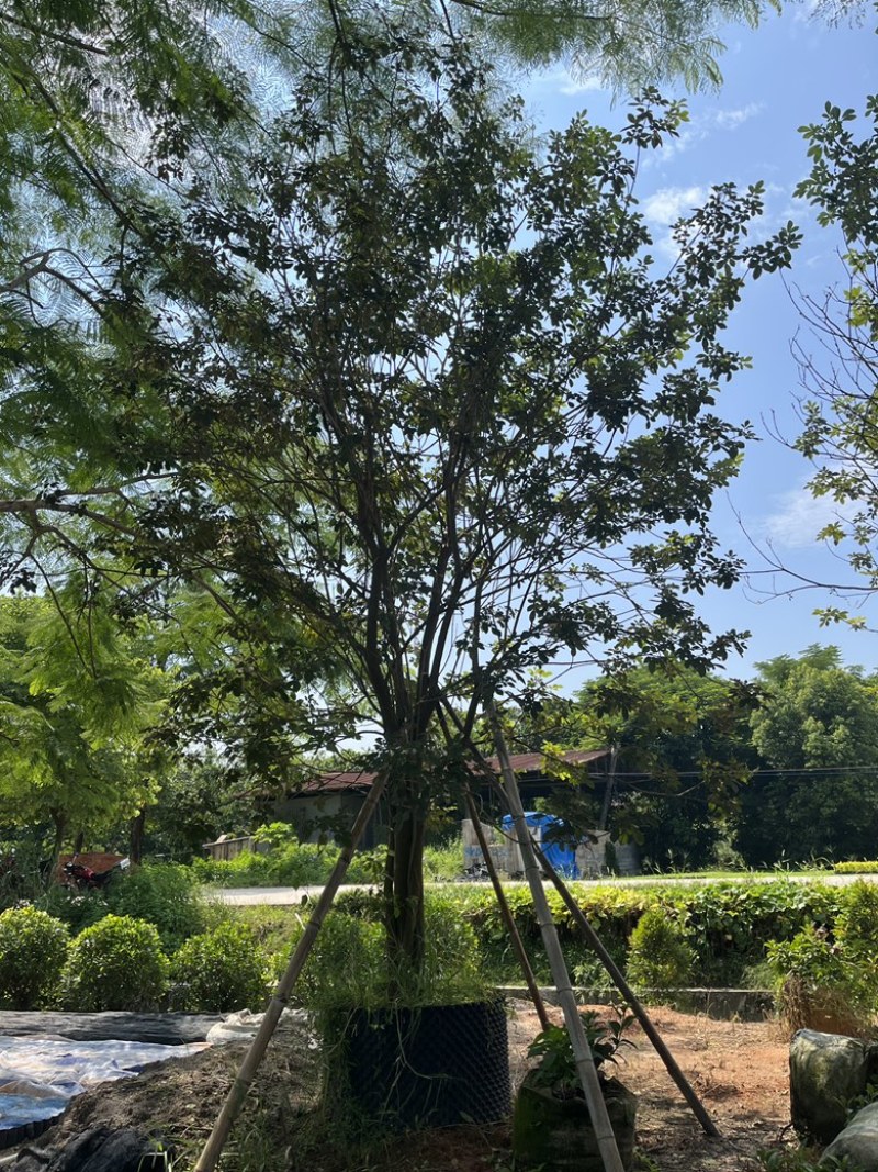 揭阳市榕城区仙桥丛生多花黄花风铃木