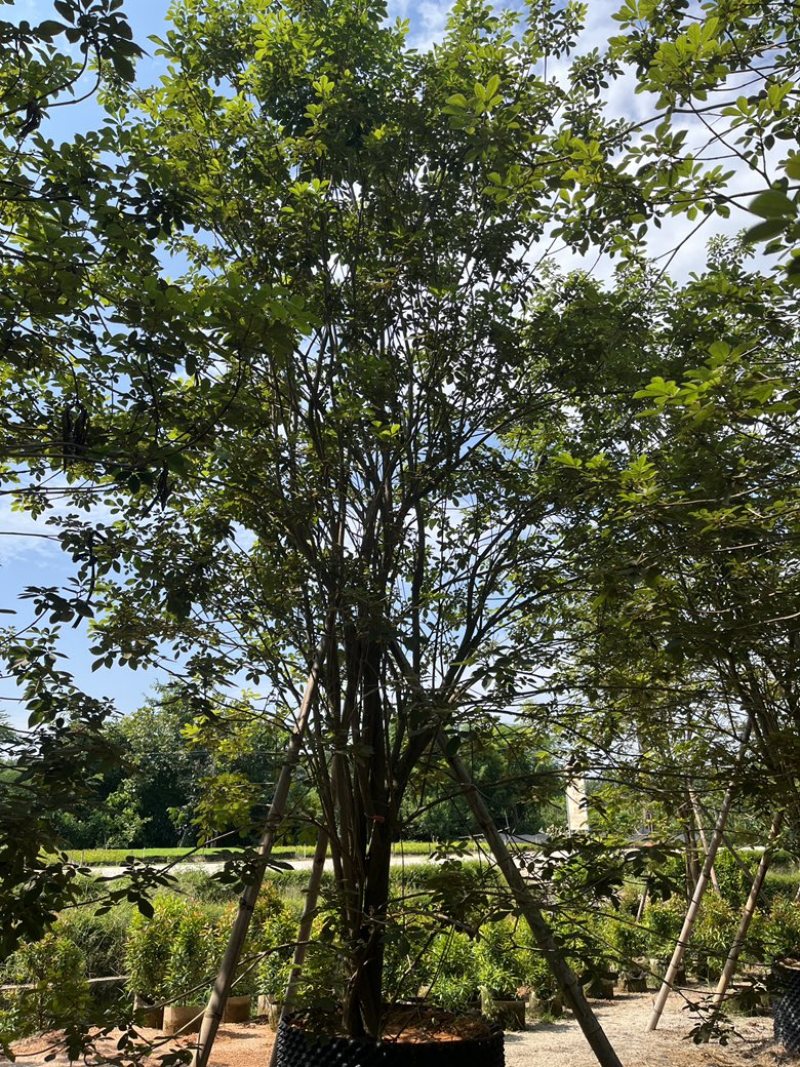揭阳市榕城区仙桥丛生多花黄花风铃木