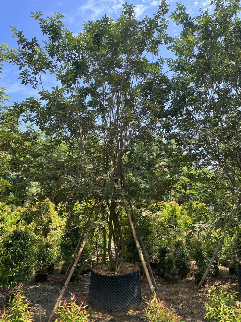揭阳市榕城区仙桥丛生多花黄花风铃木