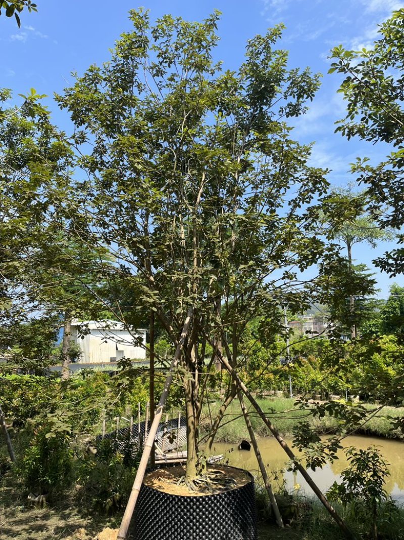 揭阳市榕城区仙桥丛生多花黄花风铃木