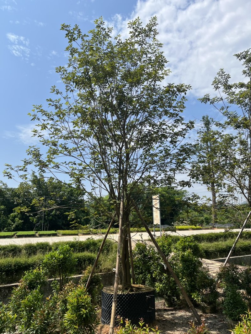 揭阳市榕城区仙桥丛生多花黄花风铃木