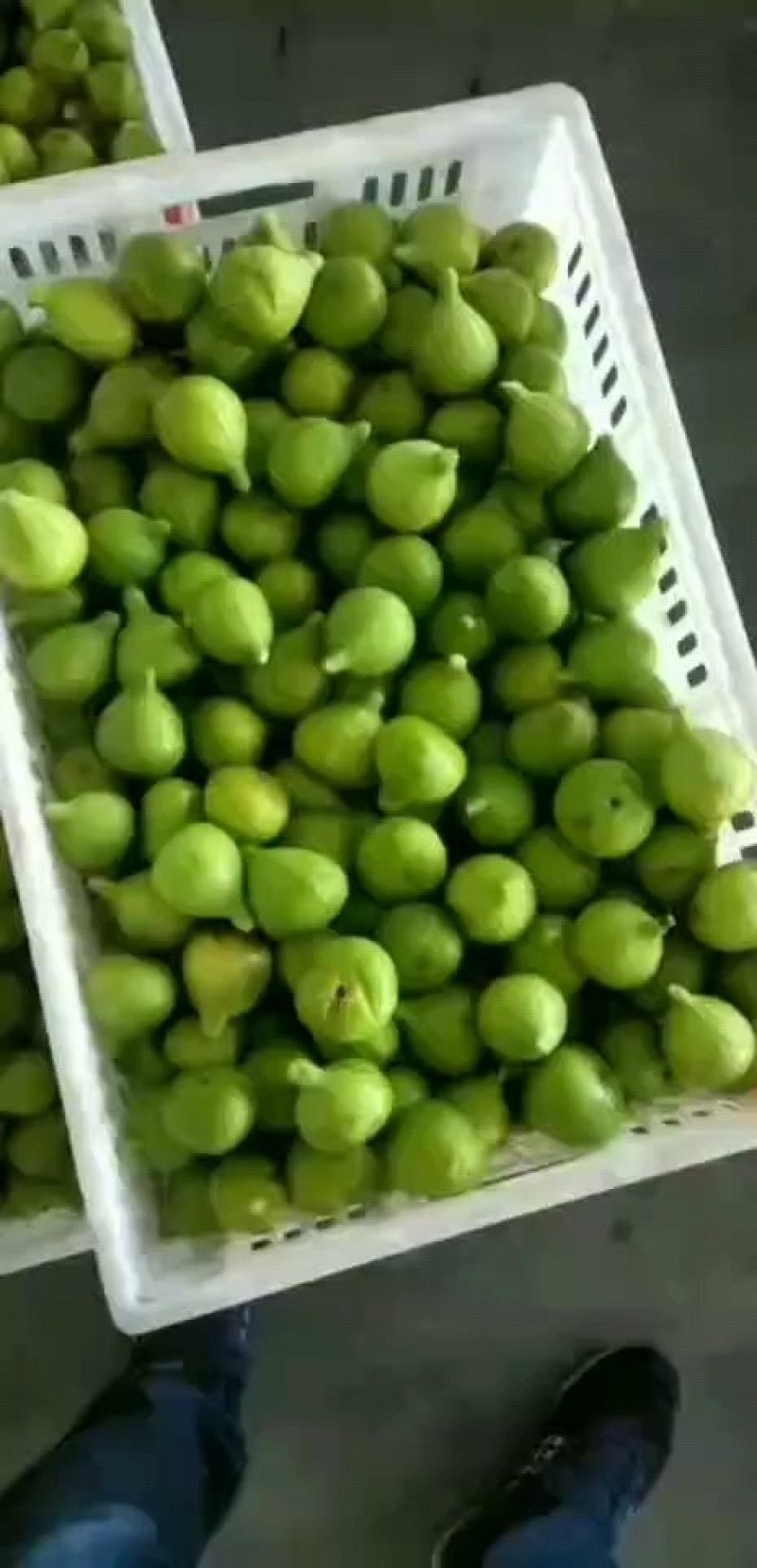荣成青皮无花果
