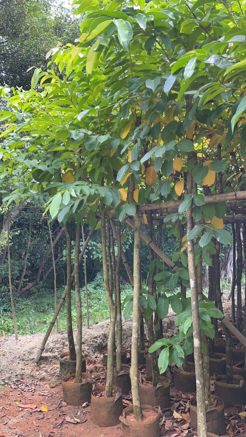 揭阳市榕城区仙桥直供大叶紫薇