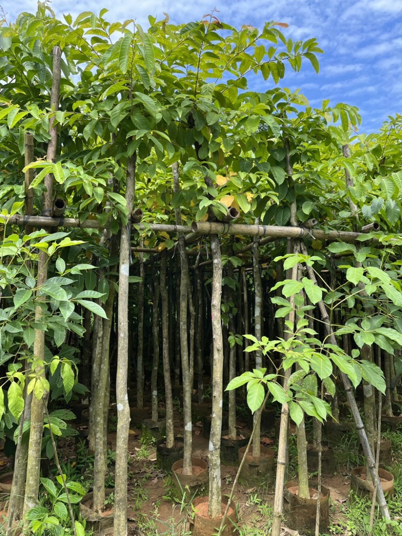 揭阳市榕城区仙桥直供大叶紫薇