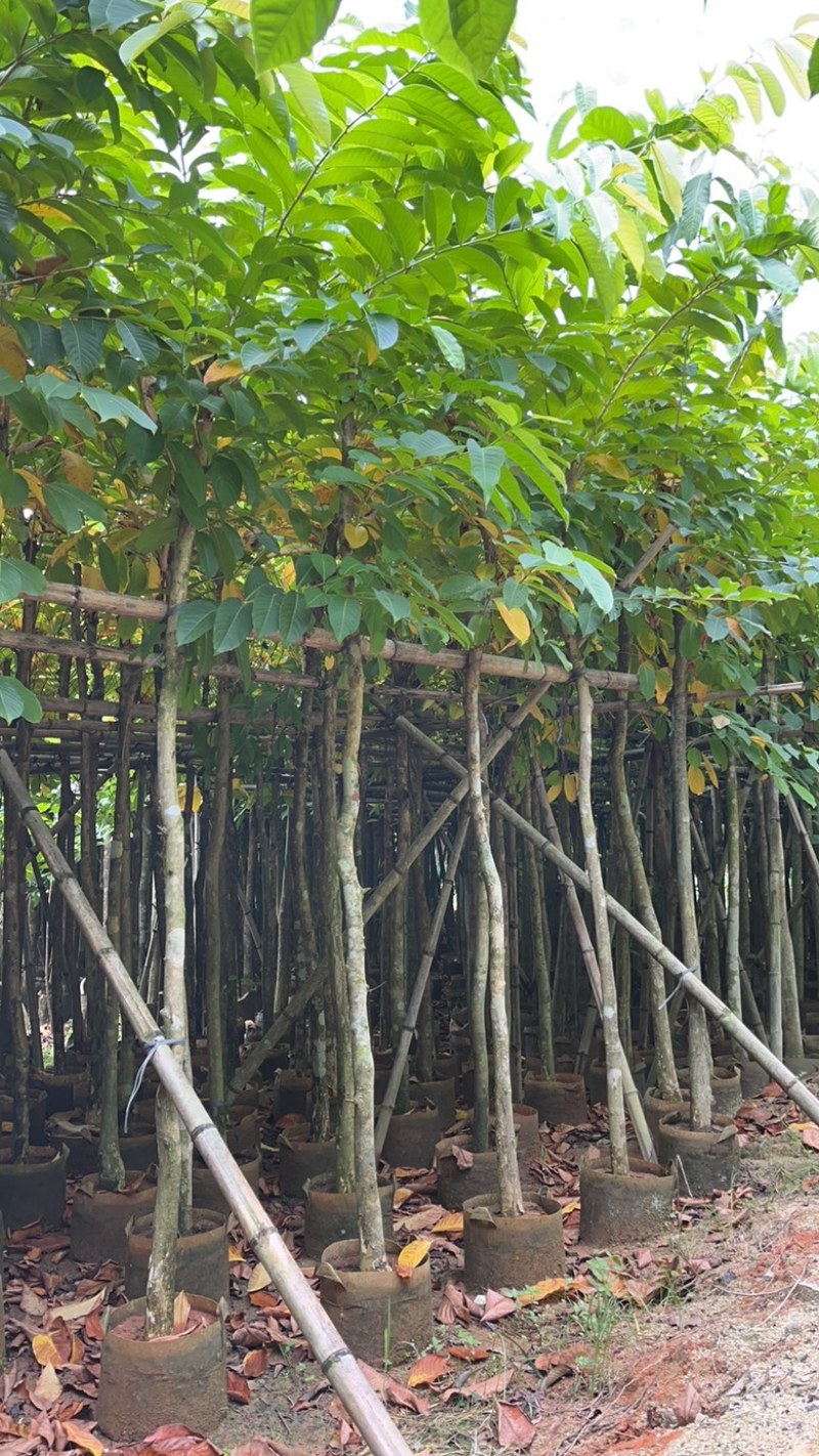 揭阳市榕城区仙桥直供大叶紫薇